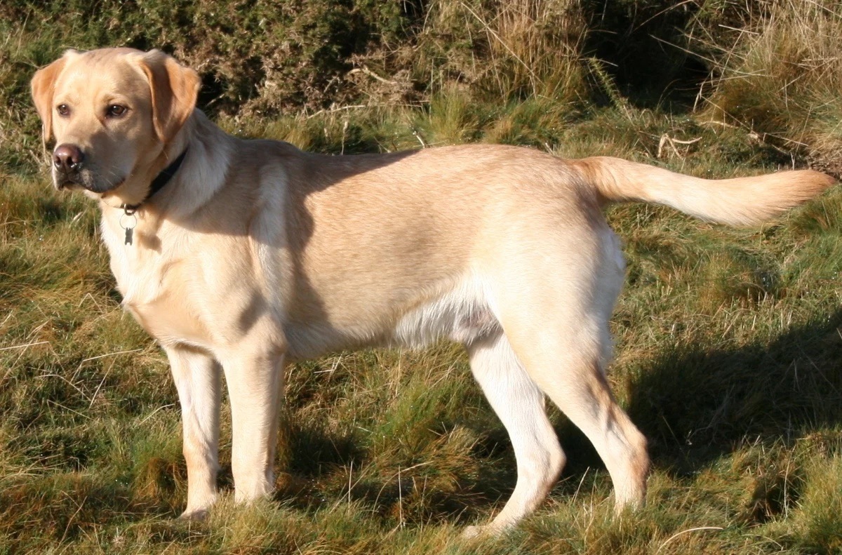 Labrador Retriever Labrador Retriever