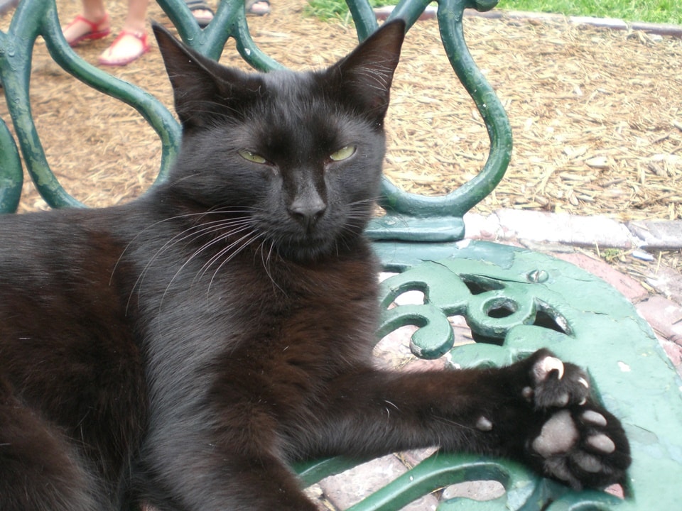 Polydactyl cat(Wikipedia)
