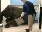 Doctor takes X ray of elephant.(Twitter/@Kaveri) Doctor takes X ray of elephant.(Twitter/@Kaveri)