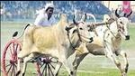 A bullock cart tournament was prevented in Shankar village of Dehlon, Ludhiana, in a joint operation by the district administration and the veterinary department. (HT FILE PHOTO) A bullock cart tournament was prevented in Shankar village of Dehlon, Ludhiana, in a joint operation by the district administration and the veterinary department. (HT FILE PHOTO)