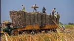 The East India Company looked at sugar as an important product, but made it a policy to import it to India from the Caribbean and Java. (PTI/REPRESENTATIVE PHOTO) The East India Company looked at sugar as an important product, but made it a policy to import it to India from the Caribbean and Java. (PTI/REPRESENTATIVE PHOTO)