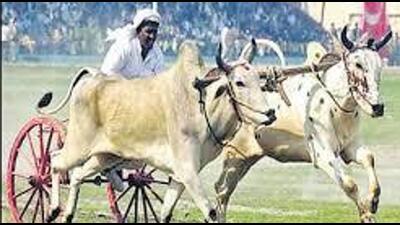 A bullock cart tournament was prevented in Shankar village of Dehlon, Ludhiana, in a joint operation by the district administration and the veterinary department. (HT FILE PHOTO)