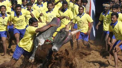 The five-judge Supreme Court constitution bench, which has been hearing the Jallikattu case for seven days, concluded the hearing and reserved its verdict (AP File Photo) The five-judge Supreme Court constitution bench, which has been hearing the Jallikattu case for seven days, concluded the hearing and reserved its verdict (AP File Photo)