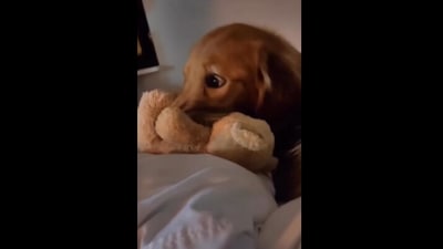 Dog watching a scary movie. (Instagram/@goodnewsfeeds) Dog watching a scary movie. (Instagram/@goodnewsfeeds)