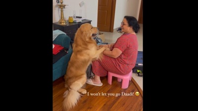 Golden retriever stops its dadi from leaving. (Instagram/@thepawsomelifeofmurphy) Golden retriever stops its dadi from leaving. (Instagram/@thepawsomelifeofmurphy)