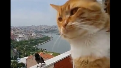 The video shows a 'conversation' between a cat and a crow. (Screengrab)