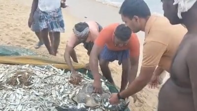 The image is taken from one of the videos that shows the rescue of  a dugong and an olive ridley turtle in Tamil Nadu. ( DFO Jagdish Bakan)
