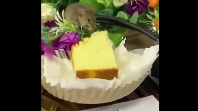 The image, taken from the Twitter video, shows the rodent munching on a food item. (Twitter/@DrArifKhawaja)