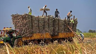 The East India Company looked at sugar as an important product, but made it a policy to import it to India from the Caribbean and Java. (PTI/REPRESENTATIVE PHOTO) The East India Company looked at sugar as an important product, but made it a policy to import it to India from the Caribbean and Java. (PTI/REPRESENTATIVE PHOTO)