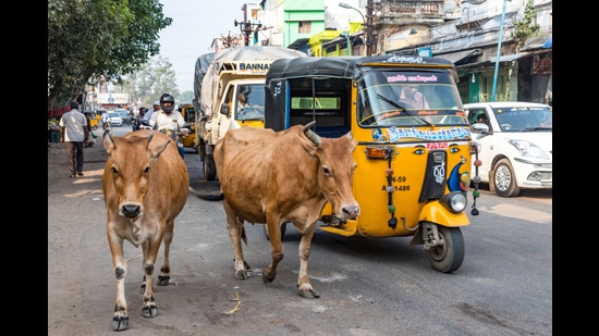 Chief secretary VK Janjua decided that the committee would include Financial Commissioner, Rural Development and Panchayats, principal secretaries of Local Government, Animal Husbandry and Transport departments and ADGP, traffic. (Representational photo)
