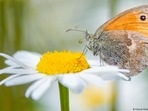 What is biodiversity and why is it so important? (Patrick Pleul/dpa/picture alliance) What is biodiversity and why is it so important? (Patrick Pleul/dpa/picture alliance)
