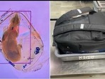 Airport security spots dog in X-ray machine.(Twitter/@TSA_GreatLakes) Airport security spots dog in X-ray machine.(Twitter/@TSA_GreatLakes)