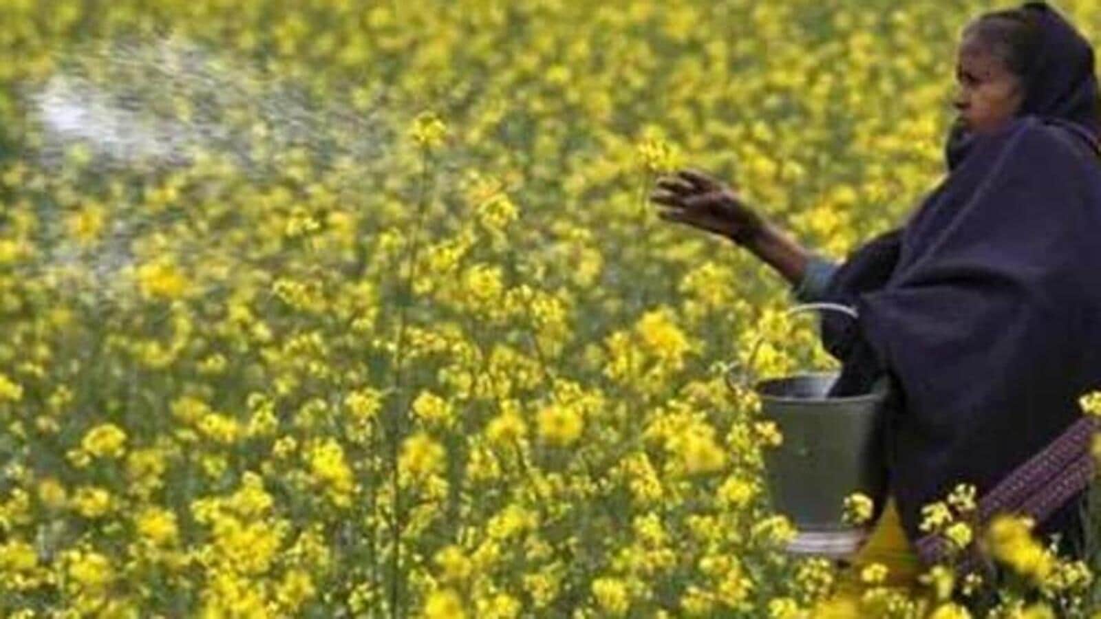 Limited herbicide usage to seed production in case of GM mustard