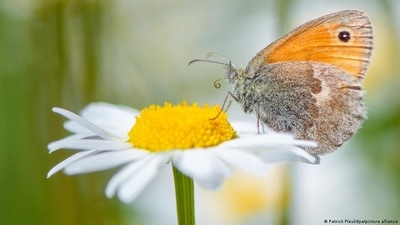 What is biodiversity and why is it so important? (Patrick Pleul/dpa/picture alliance) What is biodiversity and why is it so important? (Patrick Pleul/dpa/picture alliance)