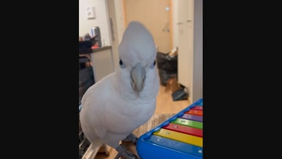 The image, taken from the viral Instagram video, shows the cockatoo playing a xylophone. (Instagram/@bondithecockatoo)
