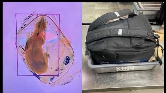 Airport security spots dog in X-ray machine.(Twitter/@TSA_GreatLakes) Airport security spots dog in X-ray machine.(Twitter/@TSA_GreatLakes)