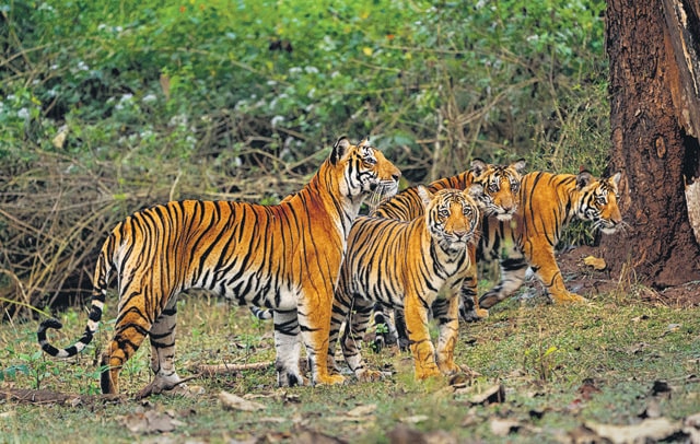 ‘The tiger numbers reflect a growth rate of less than 1% per annum. If we made the right decisions now, we could support 10,000 or more tigers in the wild,’ says Karanth, a wildlife ecologist. (Photo courtesy Ullas Karanth)