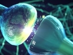 How oxytocin drives connections of newly integrated adult-born neurons: Research(Shutterstock) How oxytocin drives connections of newly integrated adult-born neurons: Research(Shutterstock)