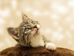 Cats form emotional bonds with their caregivers, giving them peace of mind, a sense of safety and freedom to explore their environment(Pixabay) Cats form emotional bonds with their caregivers, giving them peace of mind, a sense of safety and freedom to explore their environment(Pixabay)