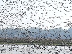 The finding was published by Indian BIRDS, a peer-reviewed journal of south Asian ornithology. (Representational image) The finding was published by Indian BIRDS, a peer-reviewed journal of south Asian ornithology. (Representational image)