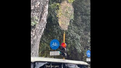 A Tent-web spider’s home hanging from a tree adjacent to a traffic signal on the Madhya Marg, Chandigarh. (Photo credit: hemani singh)