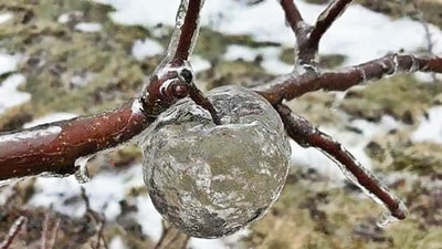 A company that has breached the trust thermocline is a bit like the ghost apple. It seems intact from the outside but is a shell of ice, the inside long since eaten away. (Andrew Sietsema) A company that has breached the trust thermocline is a bit like the ghost apple. It seems intact from the outside but is a shell of ice, the inside long since eaten away. (Andrew Sietsema)