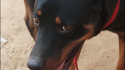 According to officials, they have so far given registration to 4,170 pet dogs. (HT Archive) According to officials, they have so far given registration to 4,170 pet dogs. (HT Archive)