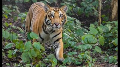 Big cat sighting at Pilibhit Tiger Reserve (Twitter/PilibhitR) Big cat sighting at Pilibhit Tiger Reserve (Twitter/PilibhitR)