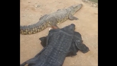 Man pretends to be crocodile. (Twitter/@ Narendra Singh)