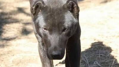 Manipur’s indigenous dog Haofa (HT Photo/Tennoson Pheirey) Manipur’s indigenous dog Haofa (HT Photo/Tennoson Pheirey)
