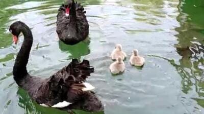 The tree black swan cygnets that hatched last week at the Chandigarh Bird Park. (HT Photo)