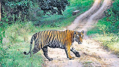 VTR is the lone tiger reserve in Bihar and has more than 30 big cats as per the last count. (HT file)