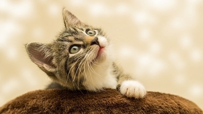Cats form emotional bonds with their caregivers, giving them peace of mind, a sense of safety and freedom to explore their environment (Pixabay)
