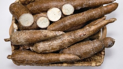 Great for Skin: Consuming Cassava can help protect the skin from damage and stimulates the production of collagen. (Unsplash) Great for Skin: Consuming Cassava can help protect the skin from damage and stimulates the production of collagen. (Unsplash)