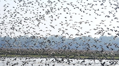 The finding was published by Indian BIRDS, a peer-reviewed journal of south Asian ornithology. (Representational image) The finding was published by Indian BIRDS, a peer-reviewed journal of south Asian ornithology. (Representational image)