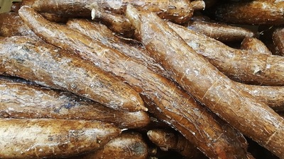 Combat arthritis: The roots have a compound called saponins that may have anti-arthritic properties. The saponins also act as anti-inflammatory and analgesic agents in our bodies. (Unsplash) Combat arthritis: The roots have a compound called saponins that may have anti-arthritic properties. The saponins also act as anti-inflammatory and analgesic agents in our bodies. (Unsplash)