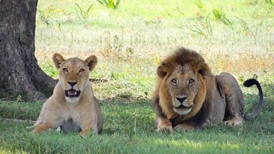 Etawah Lion Safari (Upecotourism)