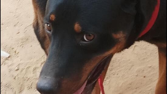 According to officials, they have so far given registration to 4,170 pet dogs. (HT Archive)