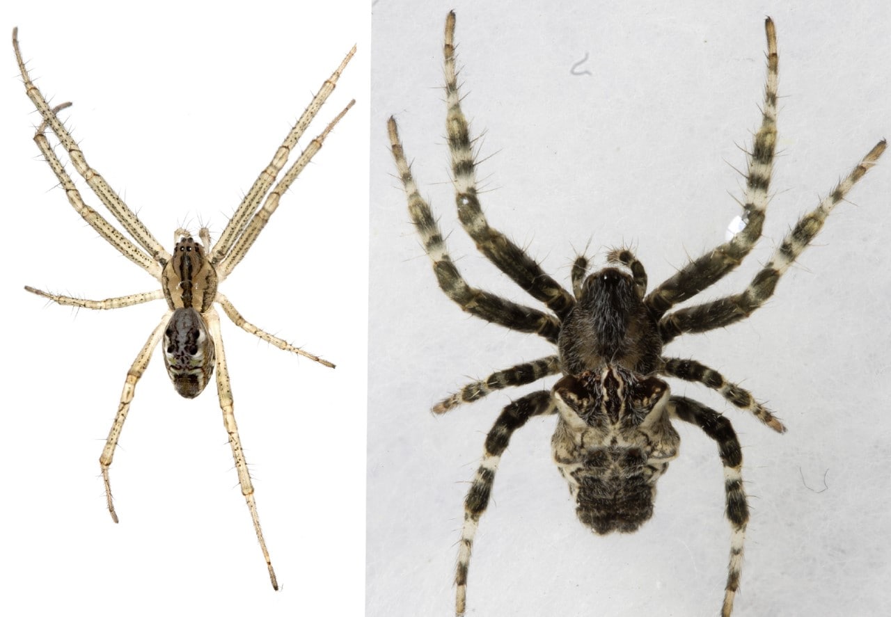 Cyrtophora cicatrosa and Cyrtophora citricola species of the Tent-webs spiders. (Photo credit: Vivek goyal)
