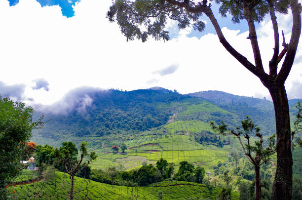 One of India's most stunning mountain locations is Coonoor. The area's pristine natural beauty will capture your heart right away.(istockphoto)