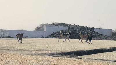 The problem had increased so much that in August 2022, the Gram Panchayat Arnala had written to the VVMC to look into the increasing numbers of stray dogs in the four-kilometre coastal belt in Arnala, where more than 250 dogs were spotted attacking locals and tourists. (HT Photo)