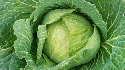 Cabbage or patta gobhi is a storehouse of nutrients from fibre, folate, potassium, magnesium, vitamins A and K, and more. (Unsplash) Cabbage or patta gobhi is a storehouse of nutrients from fibre, folate, potassium, magnesium, vitamins A and K, and more. (Unsplash)