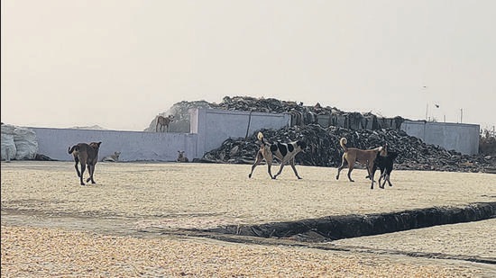 The problem had increased so much that in August 2022, the Gram Panchayat Arnala had written to the VVMC to look into the increasing numbers of stray dogs in the four-kilometre coastal belt in Arnala, where more than 250 dogs were spotted attacking locals and tourists. (HT Photo)