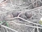 A video clip of 'mysterious' egg-shaped shells was shared on social media.