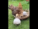 Hen with its chickens and two puppies. 
