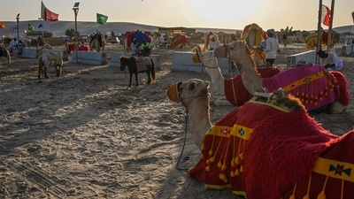 Camel Flu In England: Camel owners wait for customers on the dunes at the Sealine Beach Resort in Doha. (AFP)