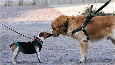 If a pet defecates in parks or other common areas in a society, a fine of  ₹100 will be levied on the pet owners for the first offence,  ₹200 for the second offence and  ₹500 for the third time. (HT Photo)