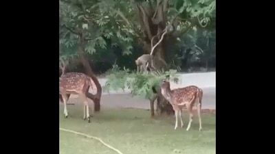 The image, taken from a Twitter video, shows a monkey helping a deer eat leaves. (Twitter/@susantananda3)