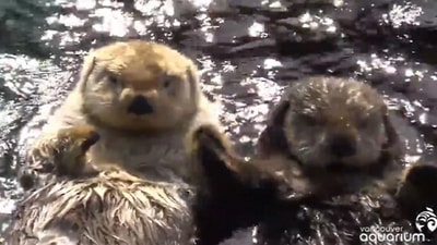 The video reshared by Anand Mahindra shows two otters holding hands. (Vancouver Aquarium)