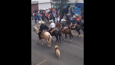 The dog with a doll on its back is taking part in the horse parade. (Twitter/@buitengebieden) The dog with a doll on its back is taking part in the horse parade. (Twitter/@buitengebieden)